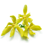 Sweet Pea - US 4327